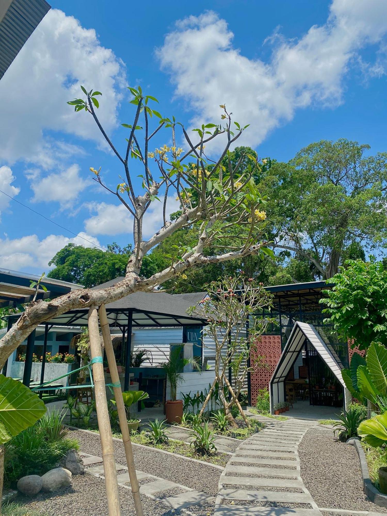 The Jungle *